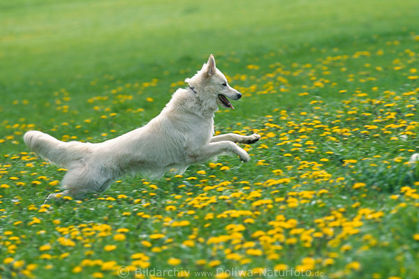 White sheepdog runs jump on blooming flower-meadow american-canadian sheepherd dog