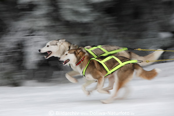 Running sleigh-dogs dynamic dogmushing pet animals dog-pair speed on snow