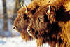 0144_Bison duet, bison pair image portrait in sunshine, buffalo, two bisons, buffalos animal picture