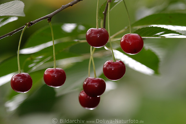 Cherries darkens ripe cherry fruit at tree red crispy sourly food at branch hanging