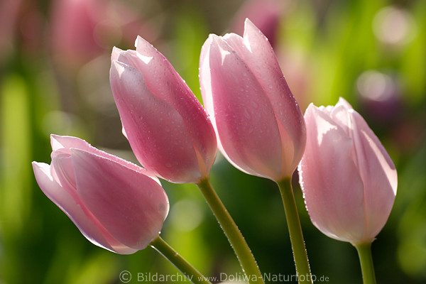 Tulips wet lilac pink flowers bloom onion-plant blossom fresh waterdrops close-up