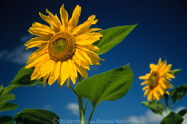 Sunflowers artphoto yellow bloom on blue sky green leaves plant