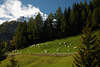 004540_Schafe Herde auf saftigen Almwiese Bergland Dorfertal Naturfoto ber Hinterbichl vor Toinigspitze 2666m