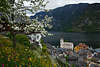 105790_Obstbaumblte & Wiesenblumenblte in Hallstatt Frhlingsfoto Erlebnisreise in Berge am Wasser