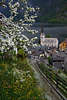 Frhling Obstbaumblte Foto Hallstatt bunte Wiesenblumen grner Berghang Pfad ber Hausdcher Kirchenblick