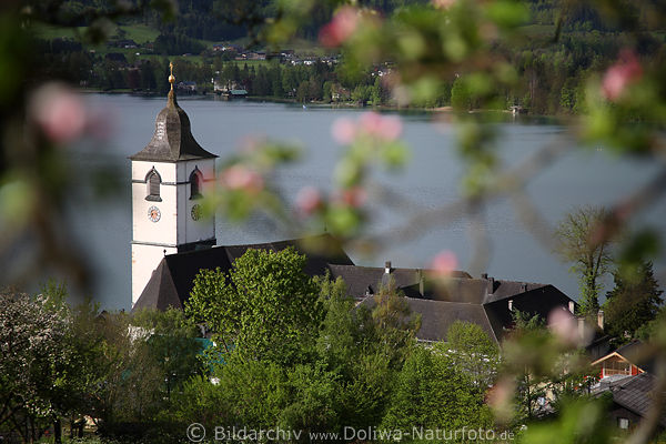 Kirchl-Apfelblte Frhling-Naturbild ber Sankt Wolfgang Kirchturm Dcher Wasserblick