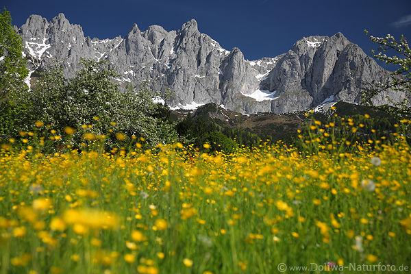 Alps romantic nature artphoto spring meadow flowers bloom at summits skyline green yellow