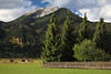 Ehrwalder Moos Grnwiesen Bume am Zaun unter Daniel Berg Foto Tirol Berglandschaft Naturbild