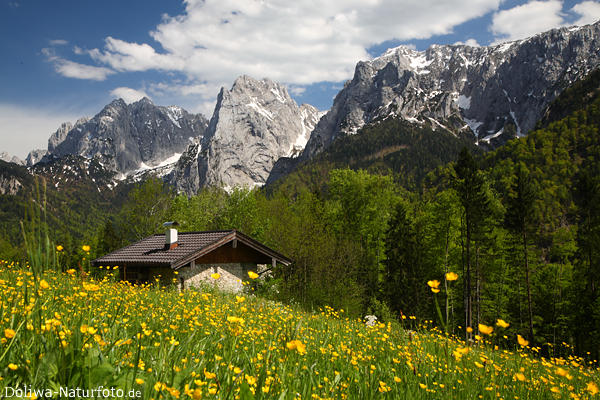 Alpen-Frhling Natur Berglandschaft Kaisergebirge Blumenwiese Felsengipfel Schneereste grnes Tal