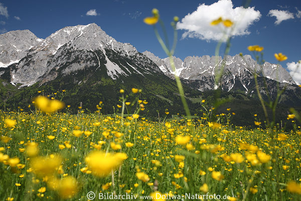 Alps peaks spring-meadow flowers bloom romantic mountain landscape image nature photo