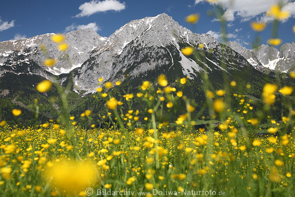 Alps spring-meadow mountains wildflowers romantic landscape nature photo