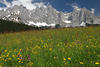 Wilder Kaiser Gipfel-Panorama ber Blumenwiese Frhlingsblte Alpen Landschaftsfoto