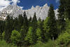 Gipfel ber Bergwald Fotodesign Frhlingsbild grne Bume Felspanorama Wilder Kaiser