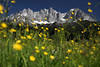 Wiesenblten Frhlingsfoto vor Gipfelpanorama Wilder-Kaiser Alpen Bergmassiv Naturbild