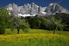 Alps spring blooming flowers meadow romantic nature mountains skyline art photo