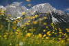 1301172_Treffauer Gipfel Landschaftsfoto hinter Alpenblumen Frhlingsblte ber Wilder Kaiser Bauernhof Bild rechts unten