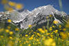 Spring-flowers Alps landscape romantic mountains nature photo