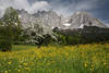1300233_Frhlingsblte am Wilder Kaiser Foto Alpenlandschaft Berge Panorama Apfelblte Naturbild