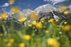1301182_Alpenblmchen gelbe Frhlingsblte weich unscharf vor Kaiser-Gipfel Bergfelsen Landschaftsfoto