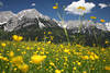 Alps peaks spring-meadow flowers bloom romantic mountain landscape image nature photo