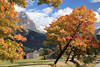 Lermoos Fotos Tirol Alpenstadt Herbst Bilder Berge Reise unter Zugspitzarena sterreich