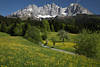 Alps spring romantic nature photo summits skyline yellow-blooming flowers green meadow