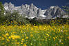 Alps romantic nature artphoto spring meadow flowers bloom at summits skyline green yellow