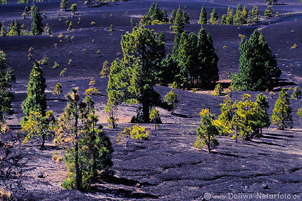 Vulcano pines ash lava moonscape Cumbre Nueva La Palma canary islands