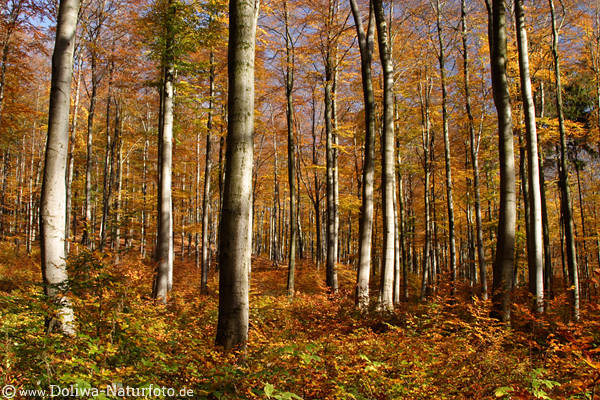 Forest golden-autumn trees trunks leaves nature photo Harz nationalpark splendor-colors