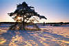 3031_Jaws in winter sunset nature-photo conifer in sun evening mood, heath-landscape in snow