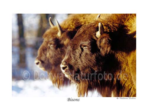 Bisons