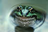 Frog art-picture, water-frog in water-dent, Rana esculenta photo, big eyes in pond, animal wildlife