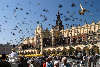Pigeons of Cracow picture flying over town hall city market place with people on trade-foyer