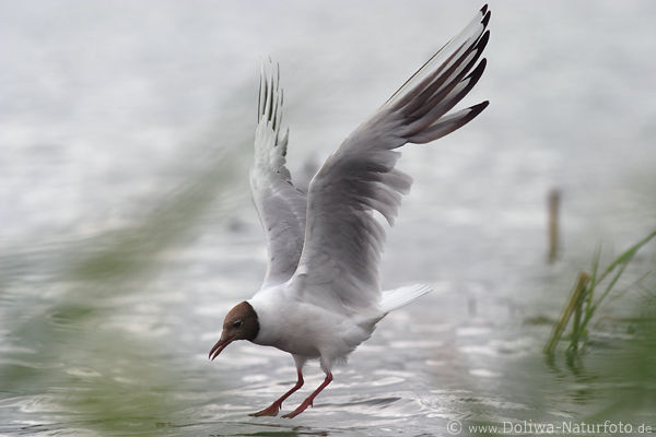 Seagull in the flight landing touch water descent haul at reed waterfowl