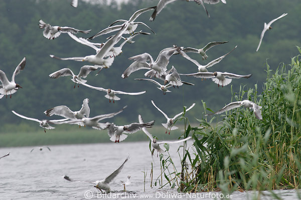 Seagulls swarm flight fight about fish from water scratching