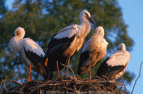 Stork birds nest squab family of white-stork