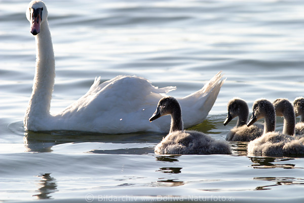 Swan family on waters squab young sweet swans bird wildlife hump-swan