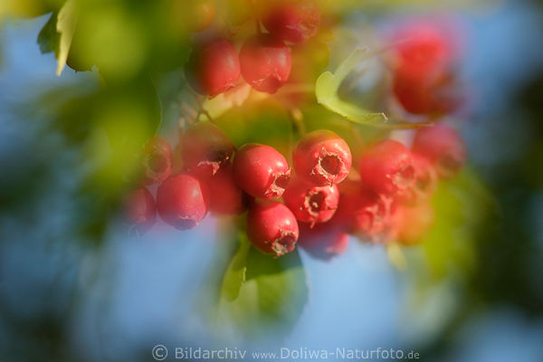 Berries of Hagebutte red fruits artphoto heals-plant ripe food