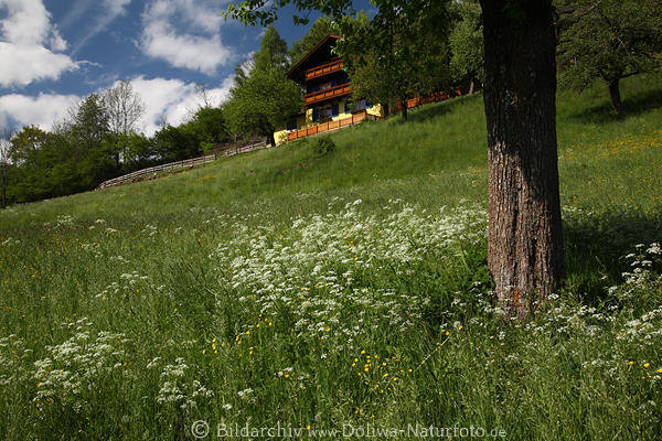 Frhling am Gnoppnitzer Berghang Grnwiese Weissblmchen