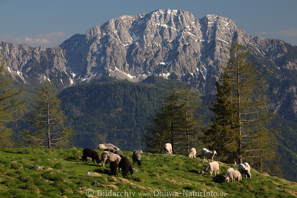 Reikofel Alpenpanorama ber Schafherde