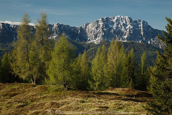 Reikofel Berg ber Alm Frhling Lrchen grne Natur