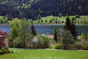 Gatschach am Weissensee Frhling Wiesenblte grne Ufer Seeweg Krnten Landschaft