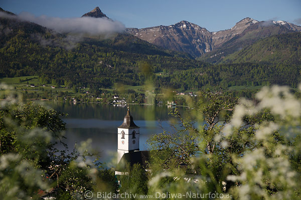 Sankt Wolfgangsee Kirchturm in Obstbaumblte am Wasser mit Bergsicht