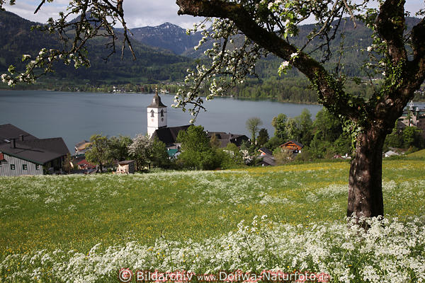 Obstbaumblte am Wolfgangsee Frhlingswiese weisse Blten Wasserblick unter Apfelbaum