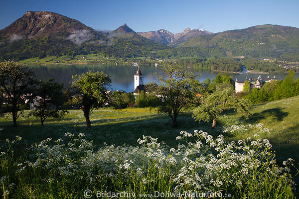 Wiesenblte Frhlingsromantik Bergsicht auf Wolfgangsee Wasser