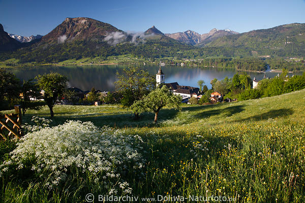 Grnwiesen Frhlingsblte ber Wolfgangsee Landschaft in Bergpanorama