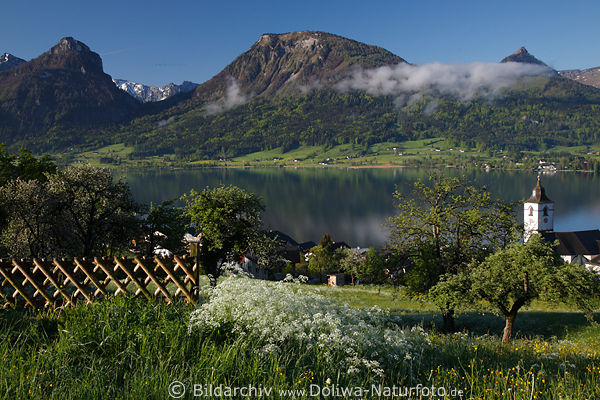 Frhlingsnebel am Wolfgangsee Berge Wiesenblte Kirchturm am Wasser