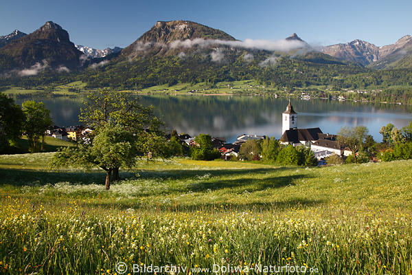 Wolfgangsee malerischer Frhling Natur Bergwiesenblte in Morgensonne Wasser Landschaft Gipfelblick