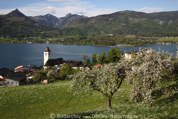 St. Wolfgang Frhlingsblte Bergsicht auf malerischen Wolfgangsee