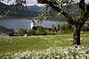 105444_Frhling am Wolfgangsee Fotos Obstbaum-Wiesenblte im malerischen St. Wolfgang Seeblick